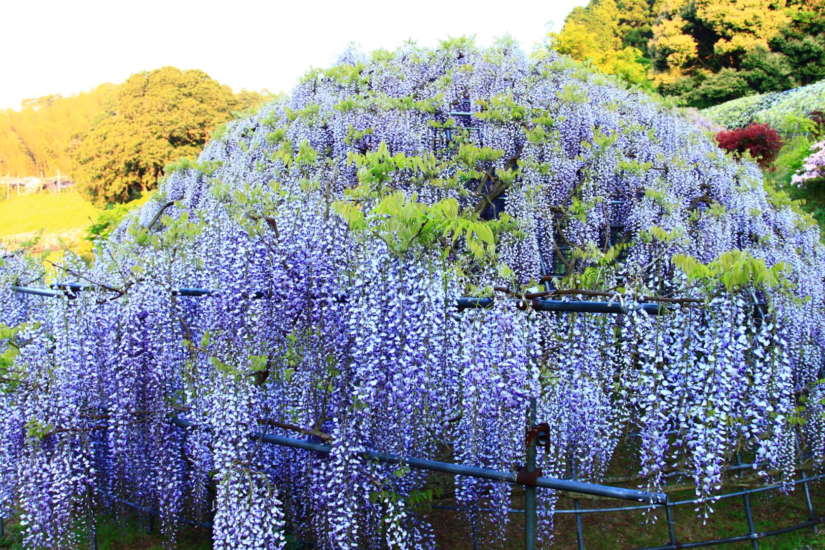 Kawachi Wisteria Garden-7