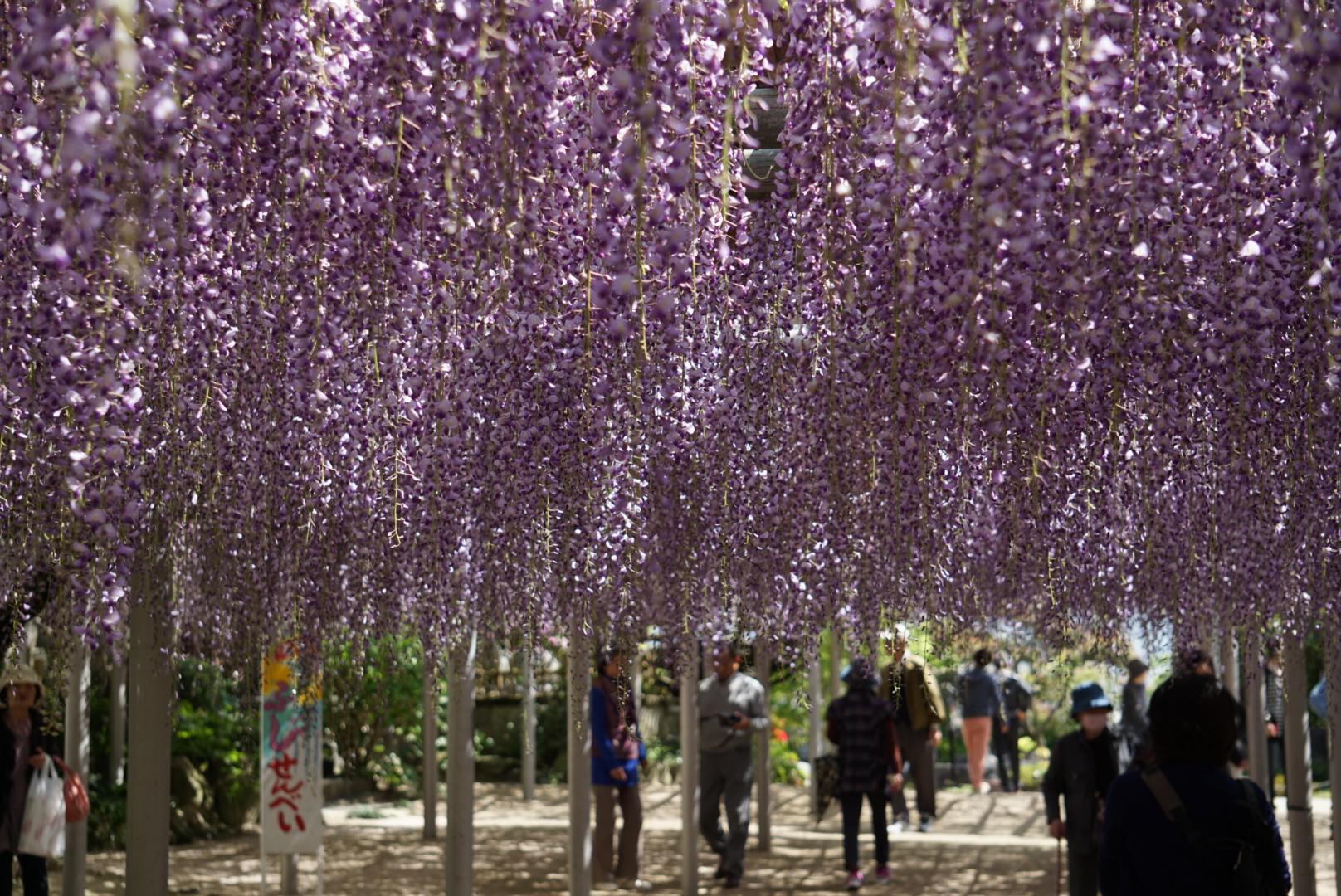 Kichijoji Temple-8