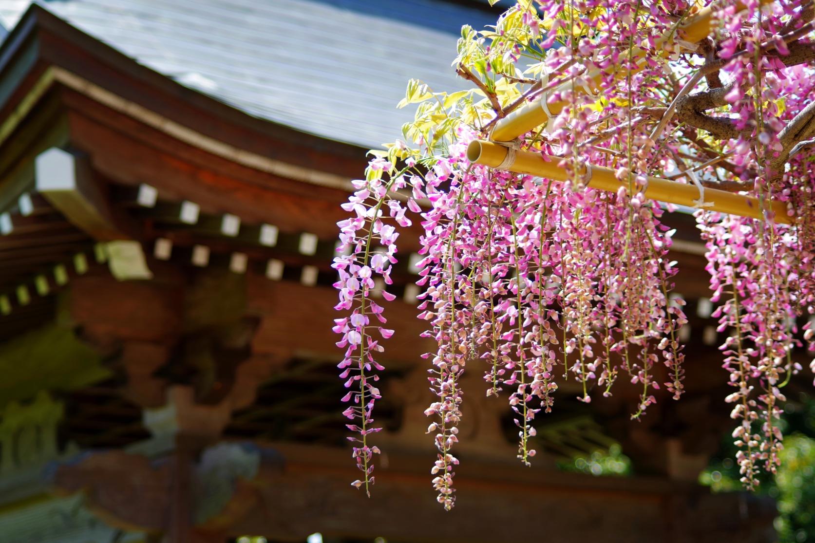 Kichijoji Temple-7