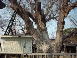 八剱神社の大銀杏