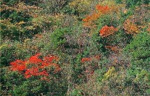 野峠