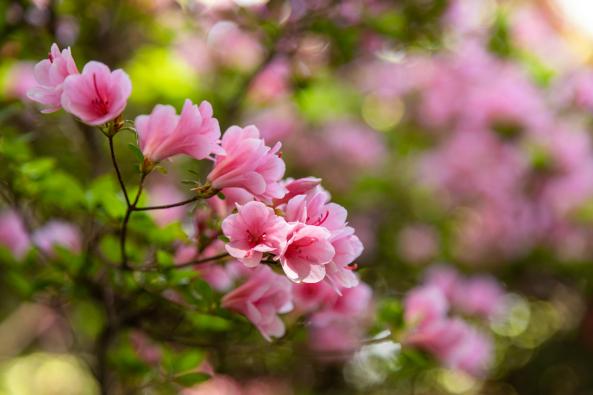 Kurume Azalea Festival-2