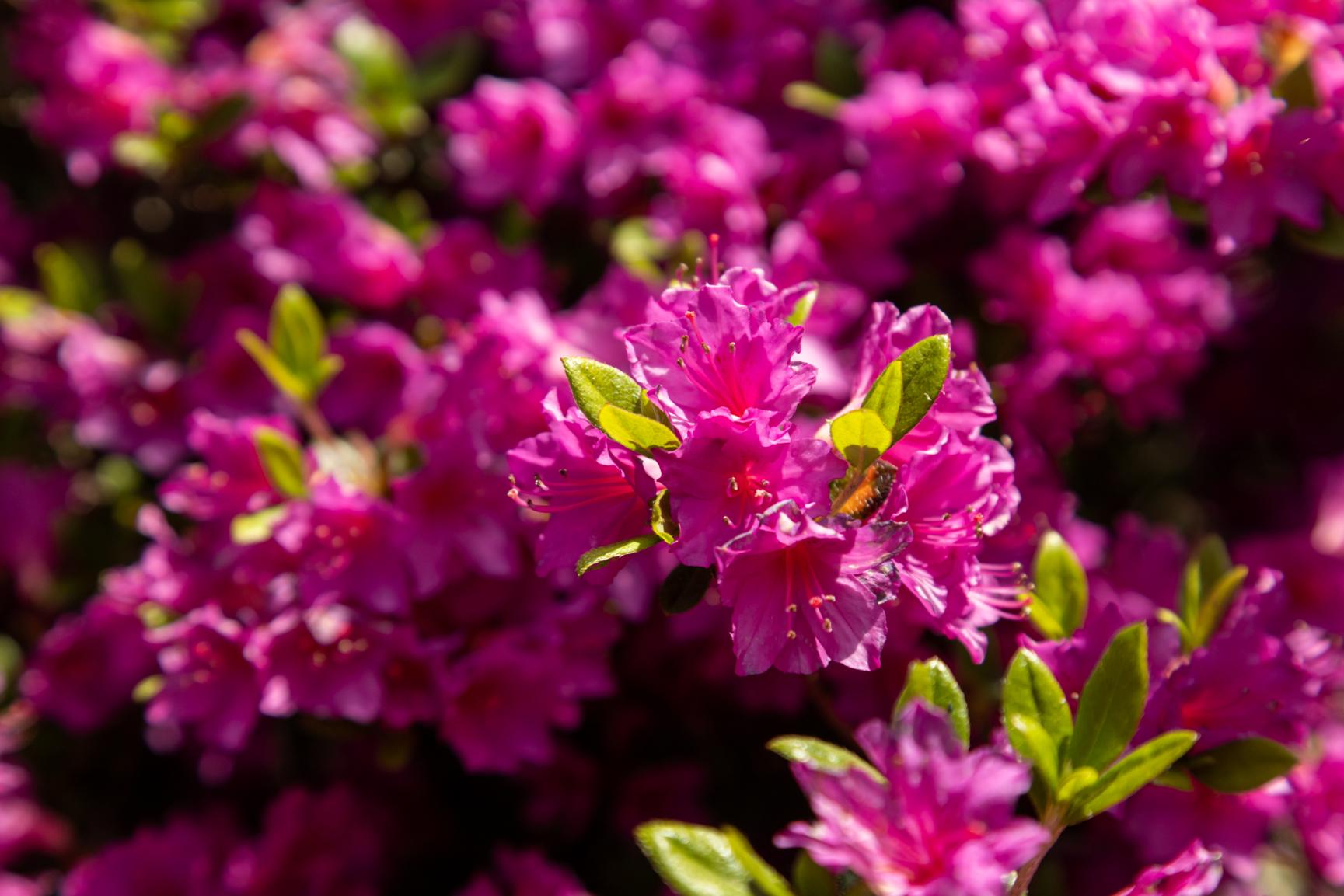 Kurume Azalea Festival-1