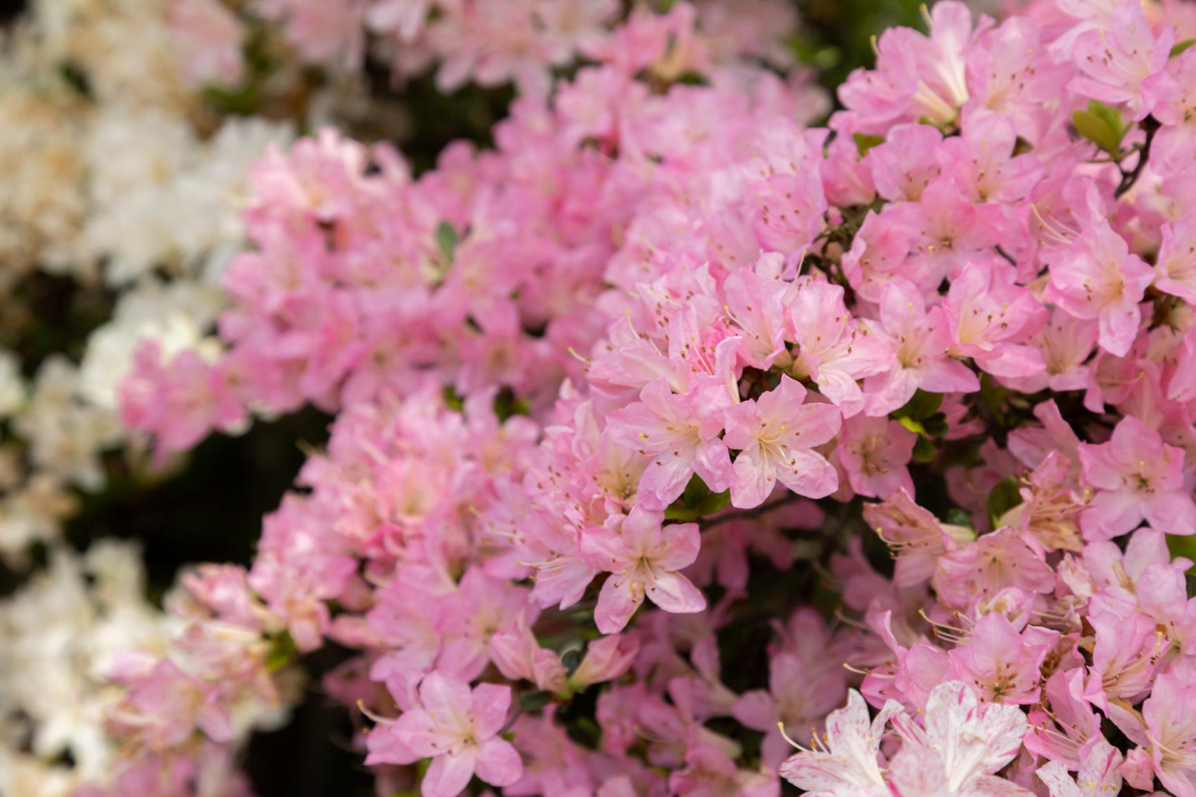 Kurume Azalea Festival-1