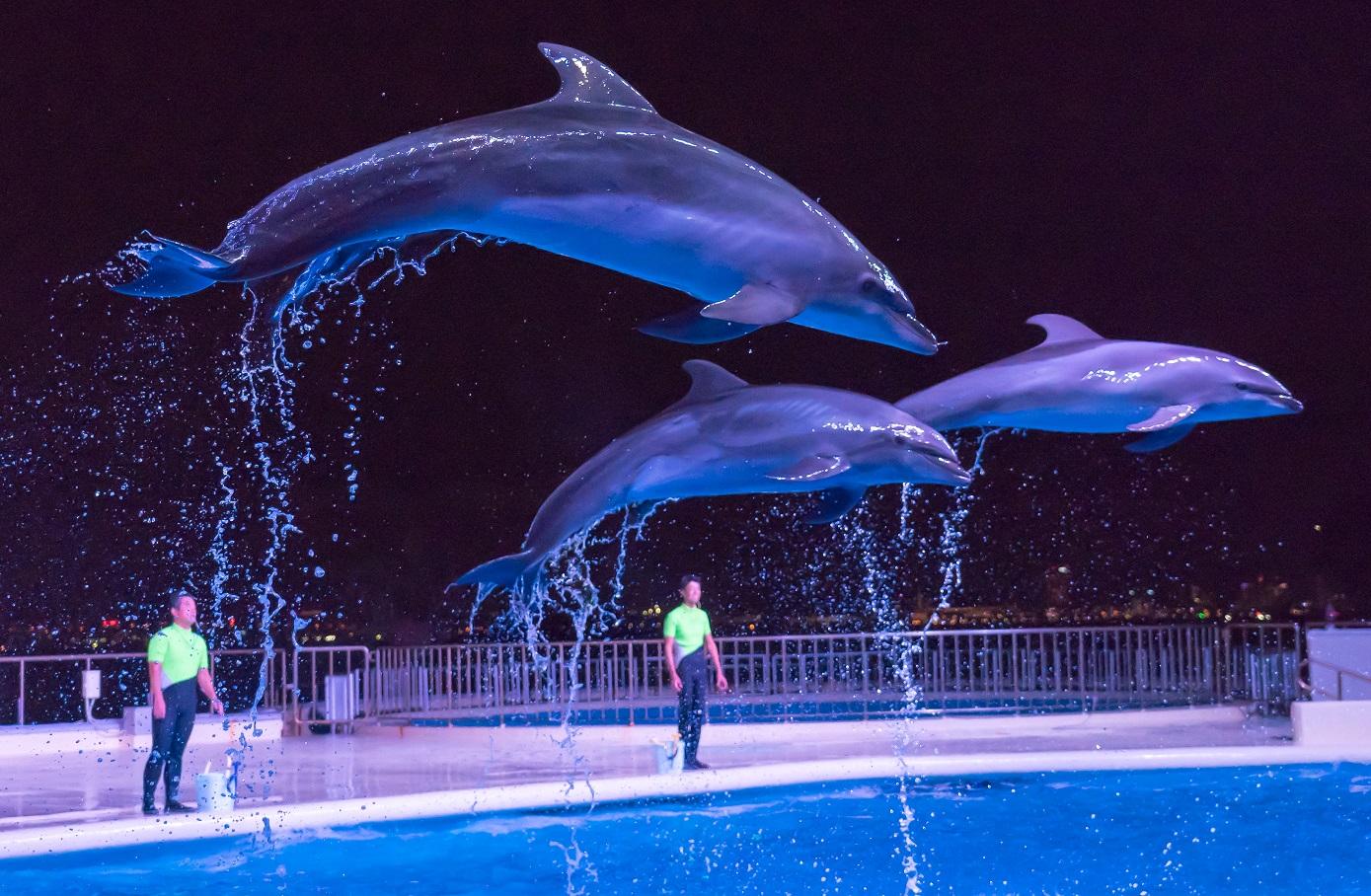 マリンワールド海の中道　夜のすいぞくかん-4