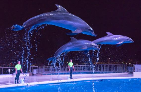 【マリンワールド海の中道】夜のすいぞくかん-5