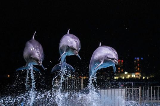 【マリンワールド海の中道】夜のすいぞくかん-0