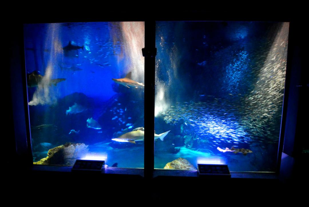 【マリンワールド海の中道】夜のすいぞくかん-4