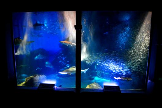 【マリンワールド海の中道】夜のすいぞくかん-4