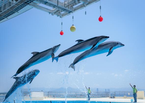 マリンワールド海の中道　夜のすいぞくかん-5