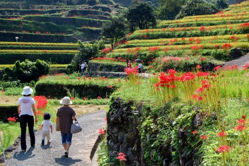 棚田 inうきは 彼岸花めぐり-2