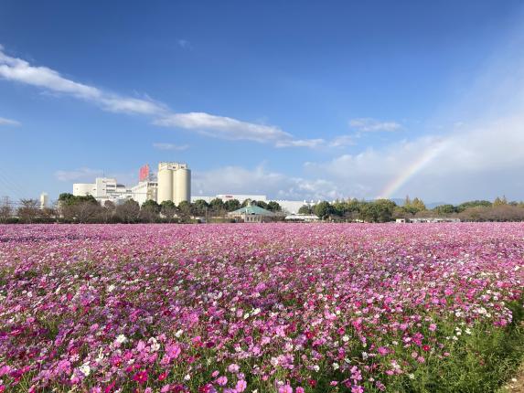 長頸鹿花園的波斯菊(長頸鹿波斯菊節)-0