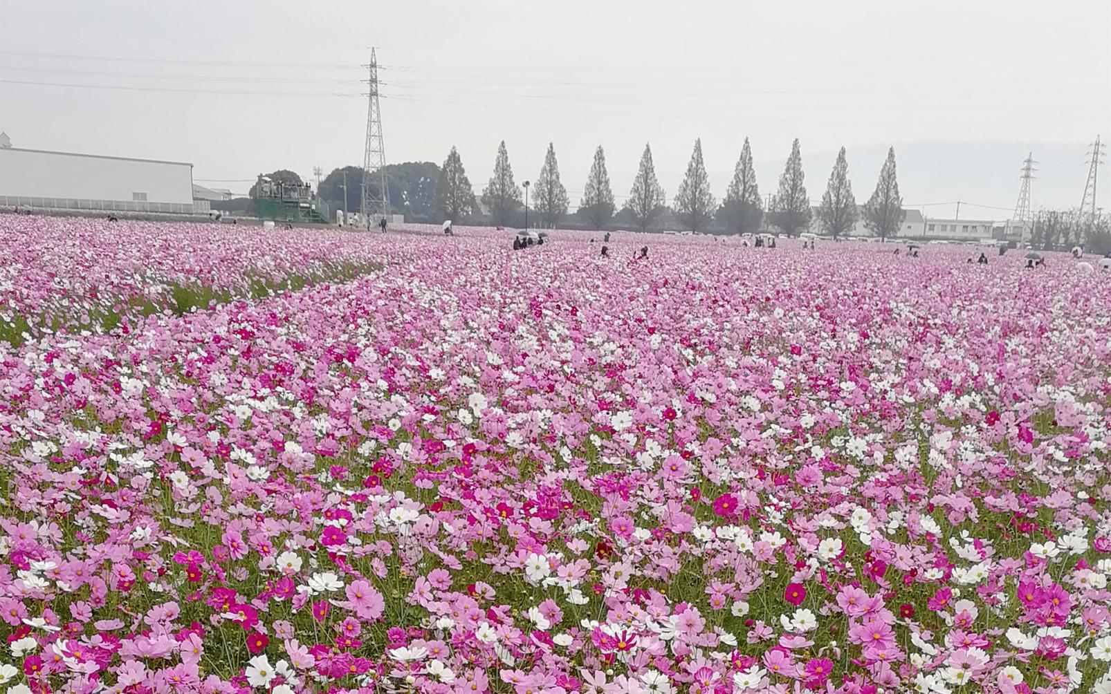 长颈鹿花园的波斯菊(长颈鹿波斯菊节)-1