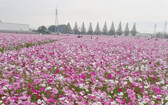 Cosmos in the Kirin Flower Garden (Kirin Cosmos Festa).-1