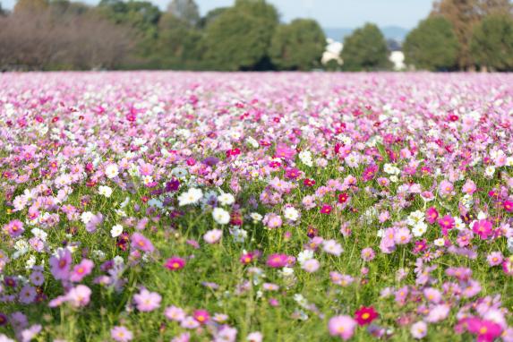 Cosmos in the Kirin Flower Garden (Kirin Cosmos Festa).-5