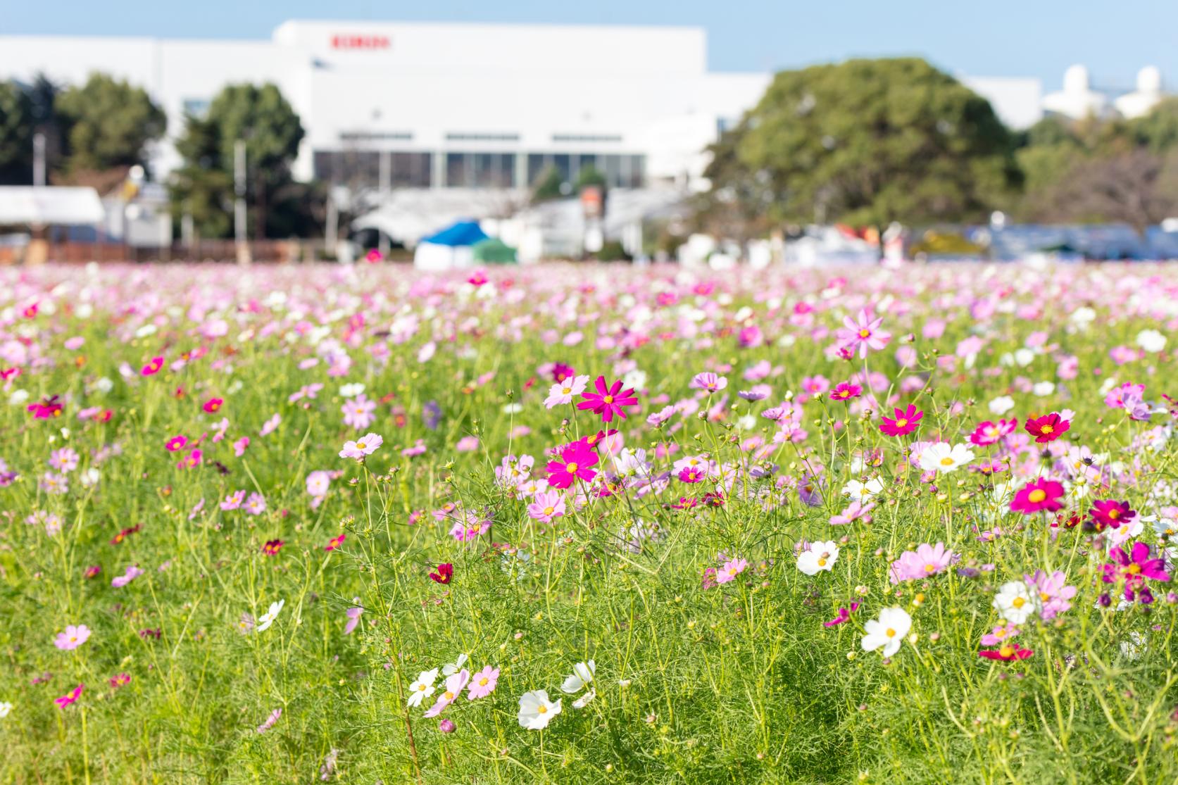 Cosmos in the Kirin Flower Garden (Kirin Cosmos Festa).