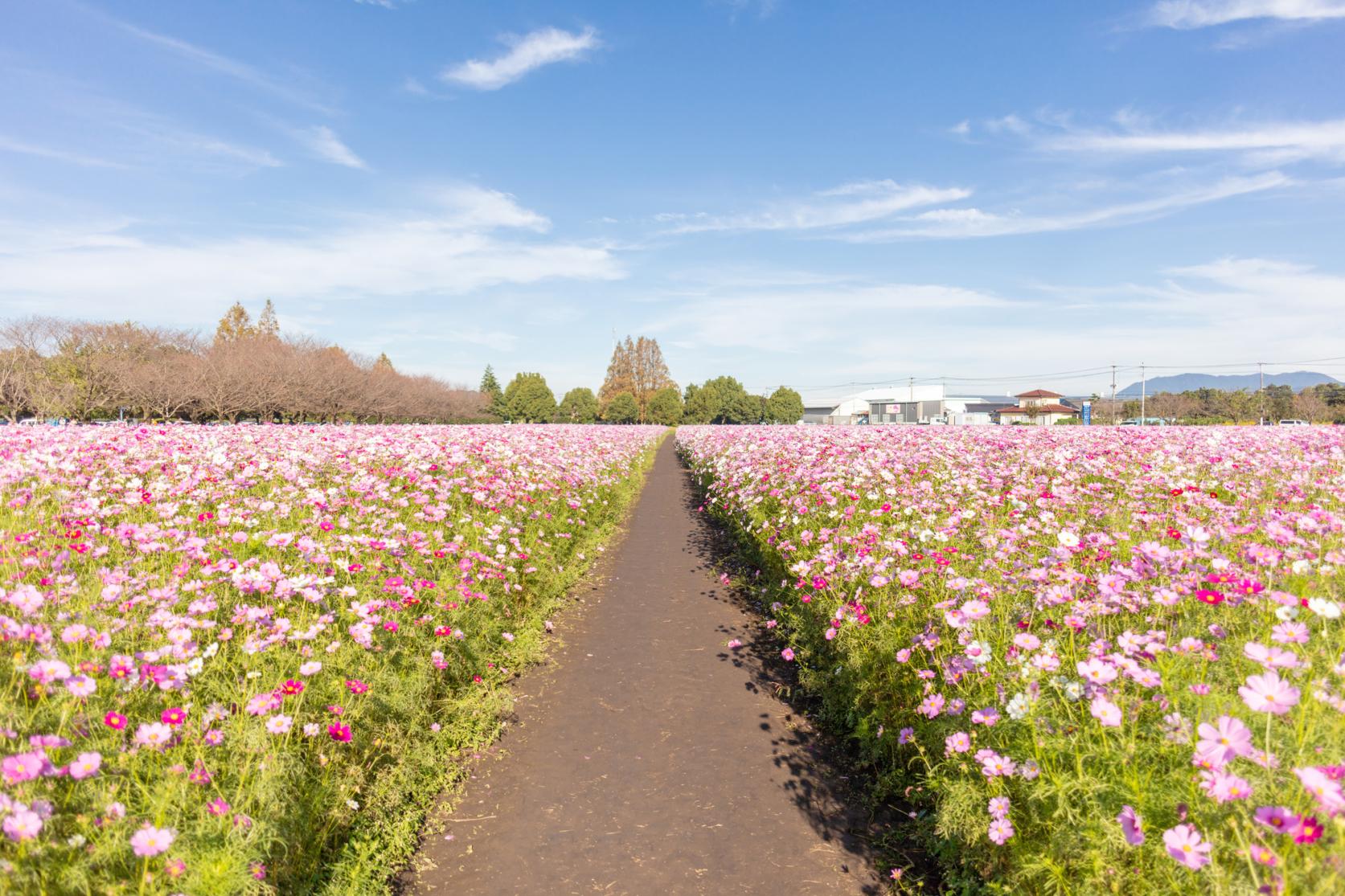 Cosmos in the Kirin Flower Garden (Kirin Cosmos Festa).-4