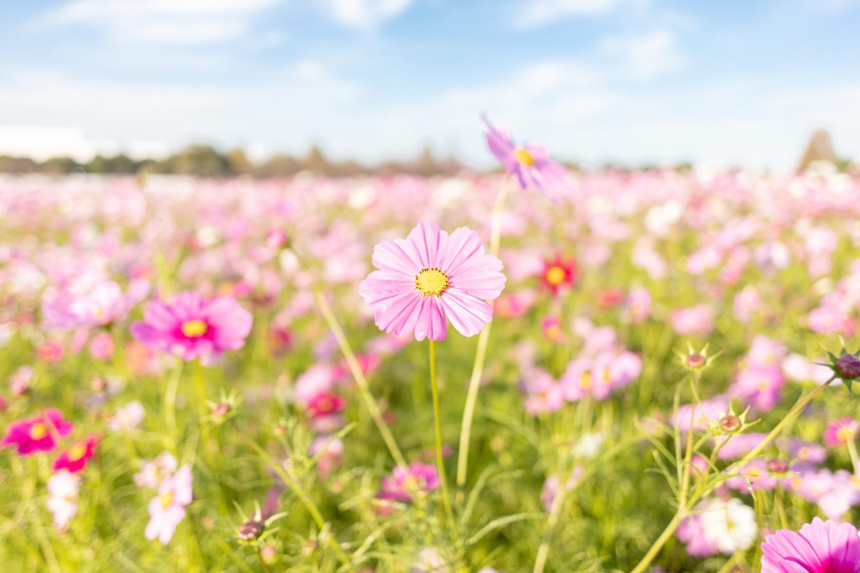 Cosmos in the Kirin Flower Garden (Kirin Cosmos Festa).-7