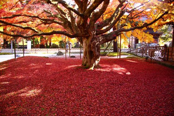 雷山千如寺大悲王院 大カエデの紅葉-0