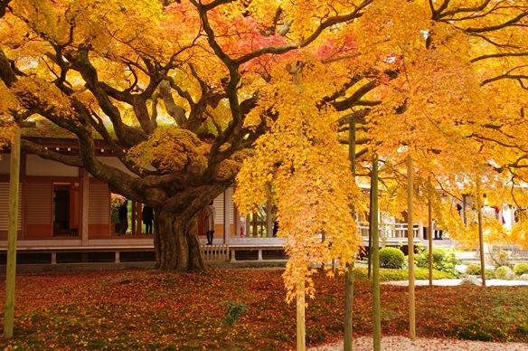 雷山千如寺大悲王院 大カエデの紅葉-1