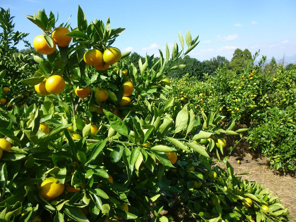 Mandarin Orange Picking (The only of its kind in the Kurume suburbs!)  Mandarin