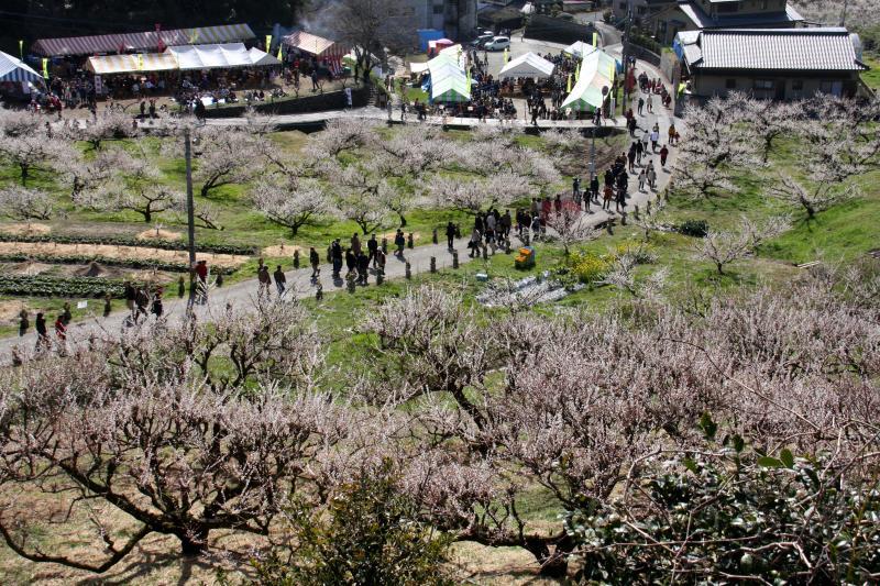 Yume Tachibana Plum Blossom Viewing Festival-1