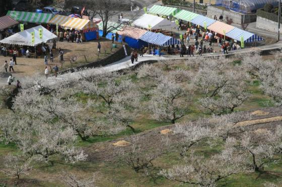 Yume Tachibana Plum Blossom Viewing Festival-1