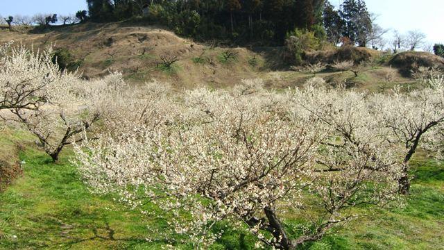夢立花觀梅會-1