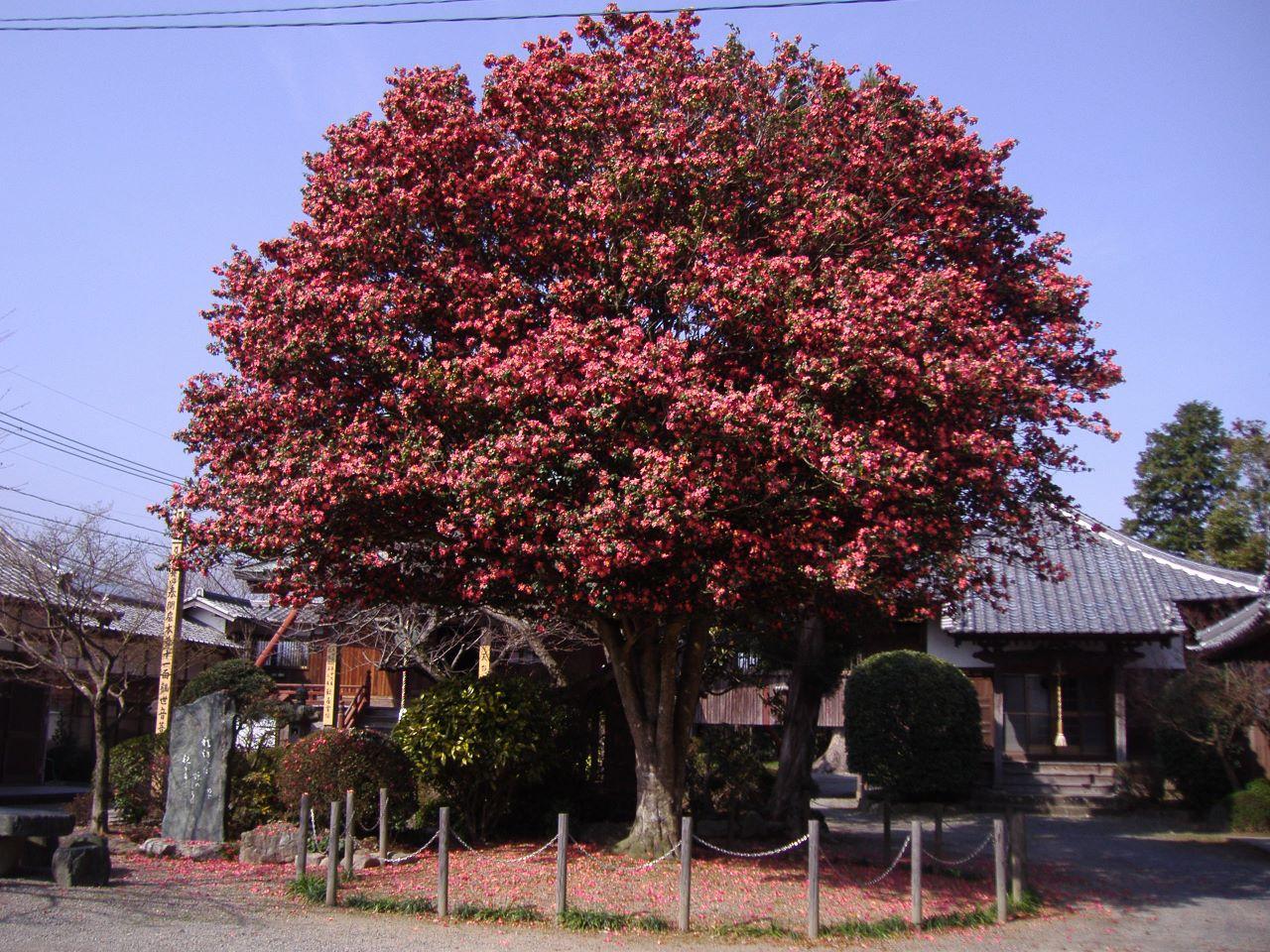 石垣山観音寺 さざんか祭り（久留米市）