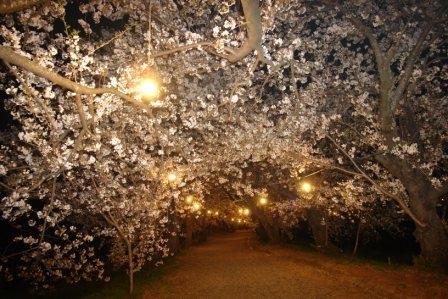 夕月神社の桜-1