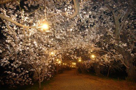 夕月神社の桜