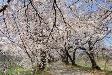 夕月神社の桜-1