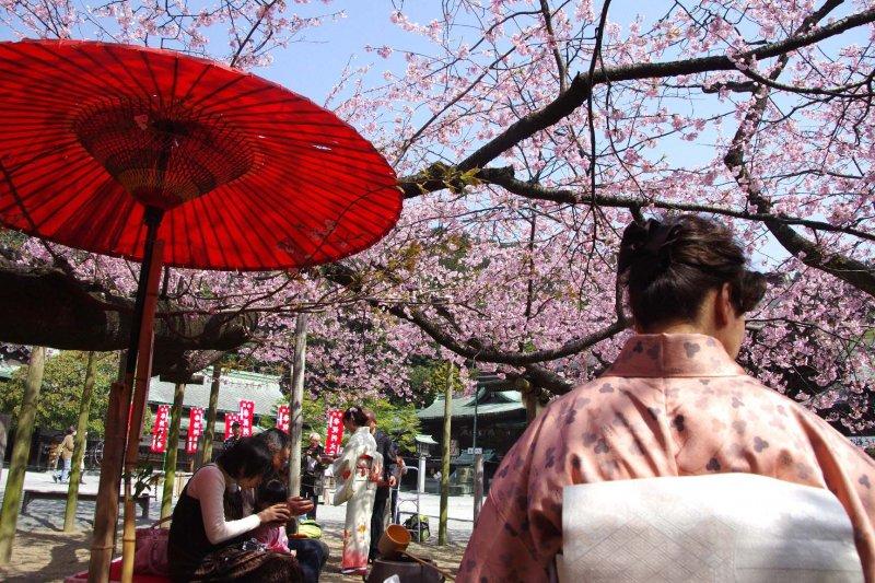 宮地嶽神社　緋桜野点-0