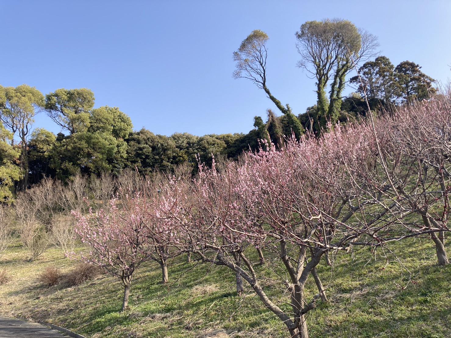 あんず祭り