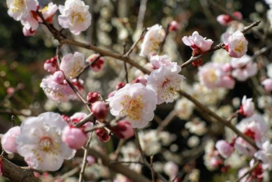 “Shogun” Plum Blossom Festival at Miyanojin Shrine-1