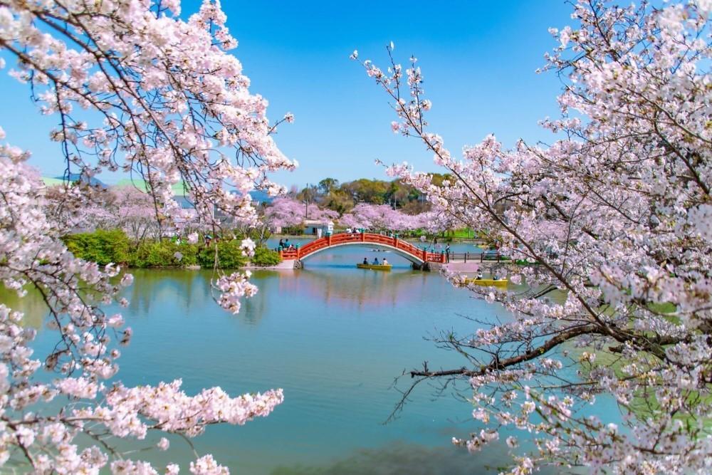 筑前中間さくら祭-1