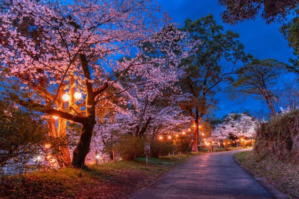 筑前中間さくら祭-2