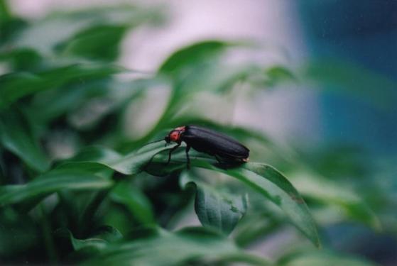 Firefly Festival (Tanada Shinsui Park, Toho-mura)-1