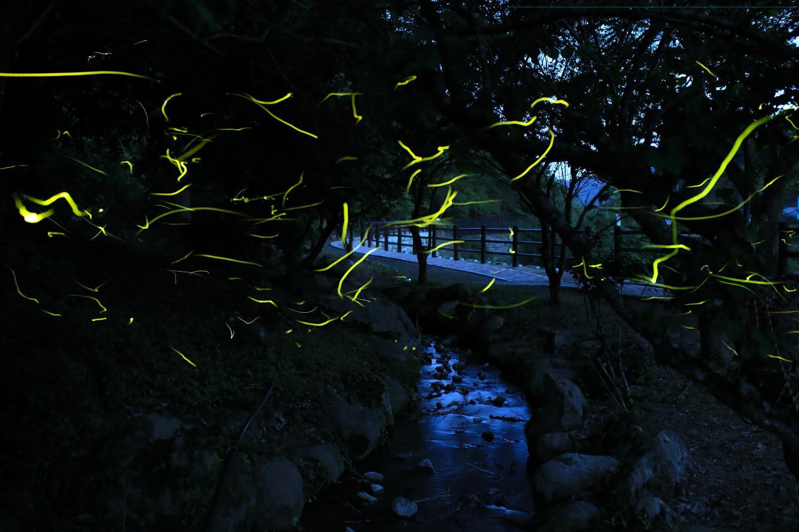 Firefly Festival (Tanada Shinsui Park, Toho-mura)-1