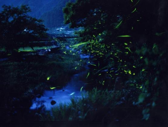 Firefly Festival (Tanada Shinsui Park, Toho-mura)-0