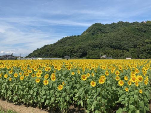 ひまわりフェア（道の駅「原鶴」前大ひまわり園）-3