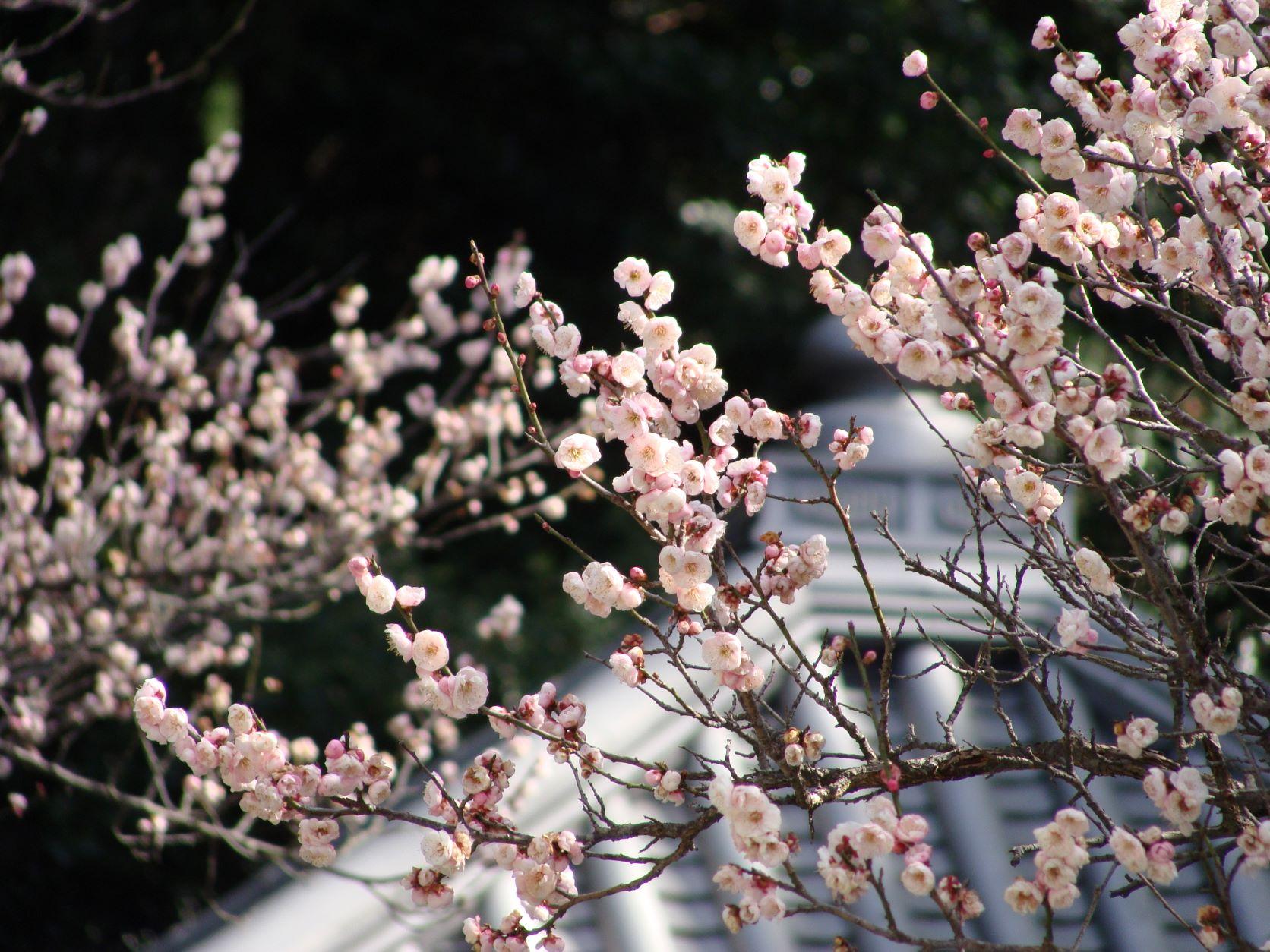 Chinkokuji Tanmple