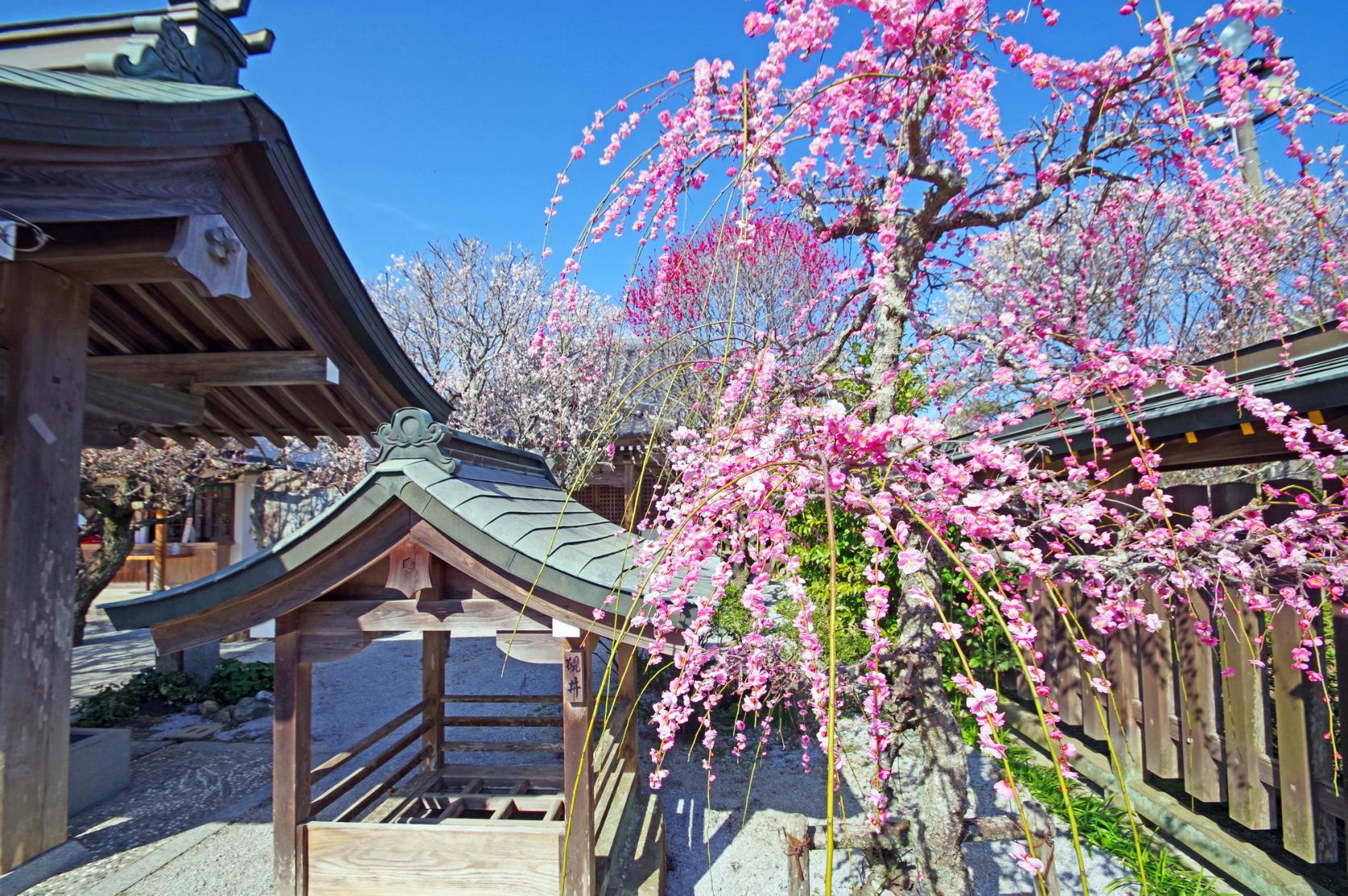 Shida Ume Festival (Tsunashiki Tenmangu Shrine)-5