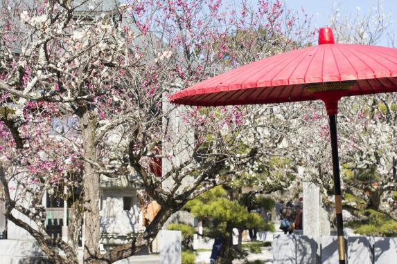 しいだ梅祭り（綱敷天満宮）　-4