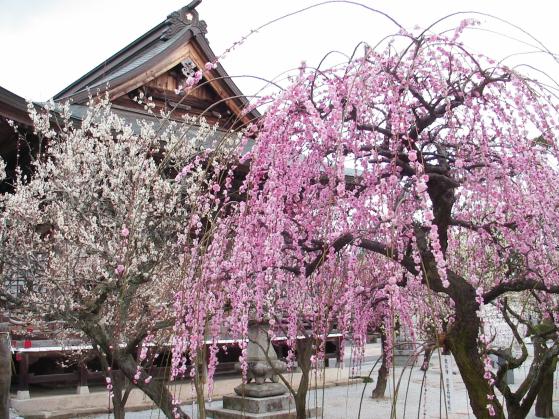 Shida Ume Festival (Tsunashiki Tenmangu Shrine)-1