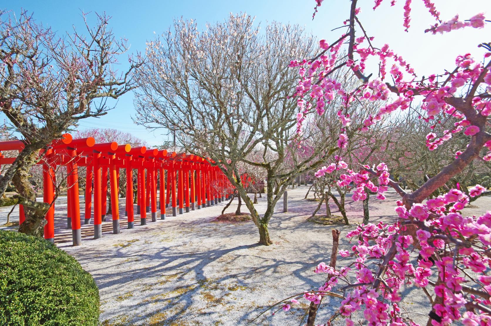 시이다 매화축제(츠나시키텐만궁)-3