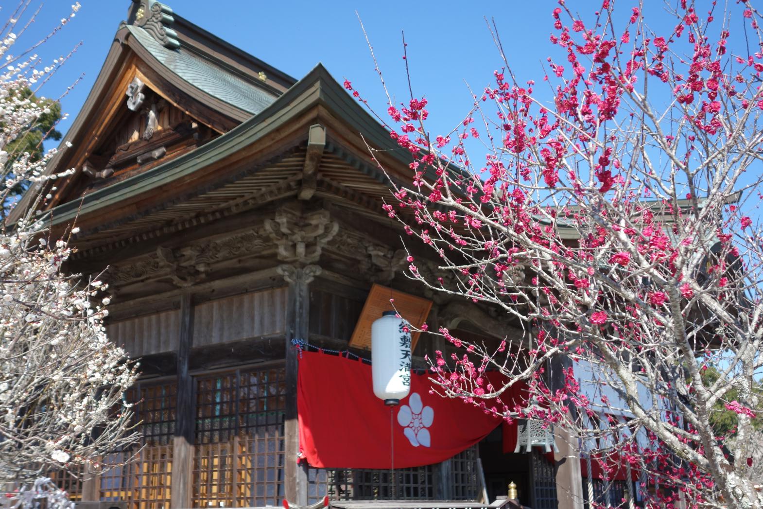 Shida Ume Festival (Tsunashiki Tenmangu Shrine)-1