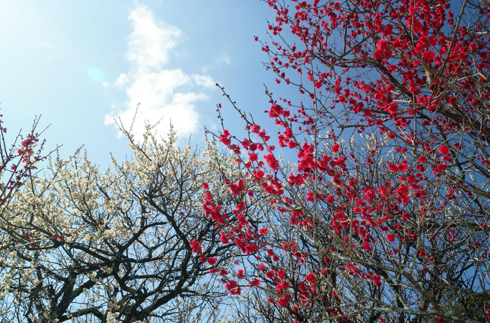 Shida Ume Festival (Tsunashiki Tenmangu Shrine)-9