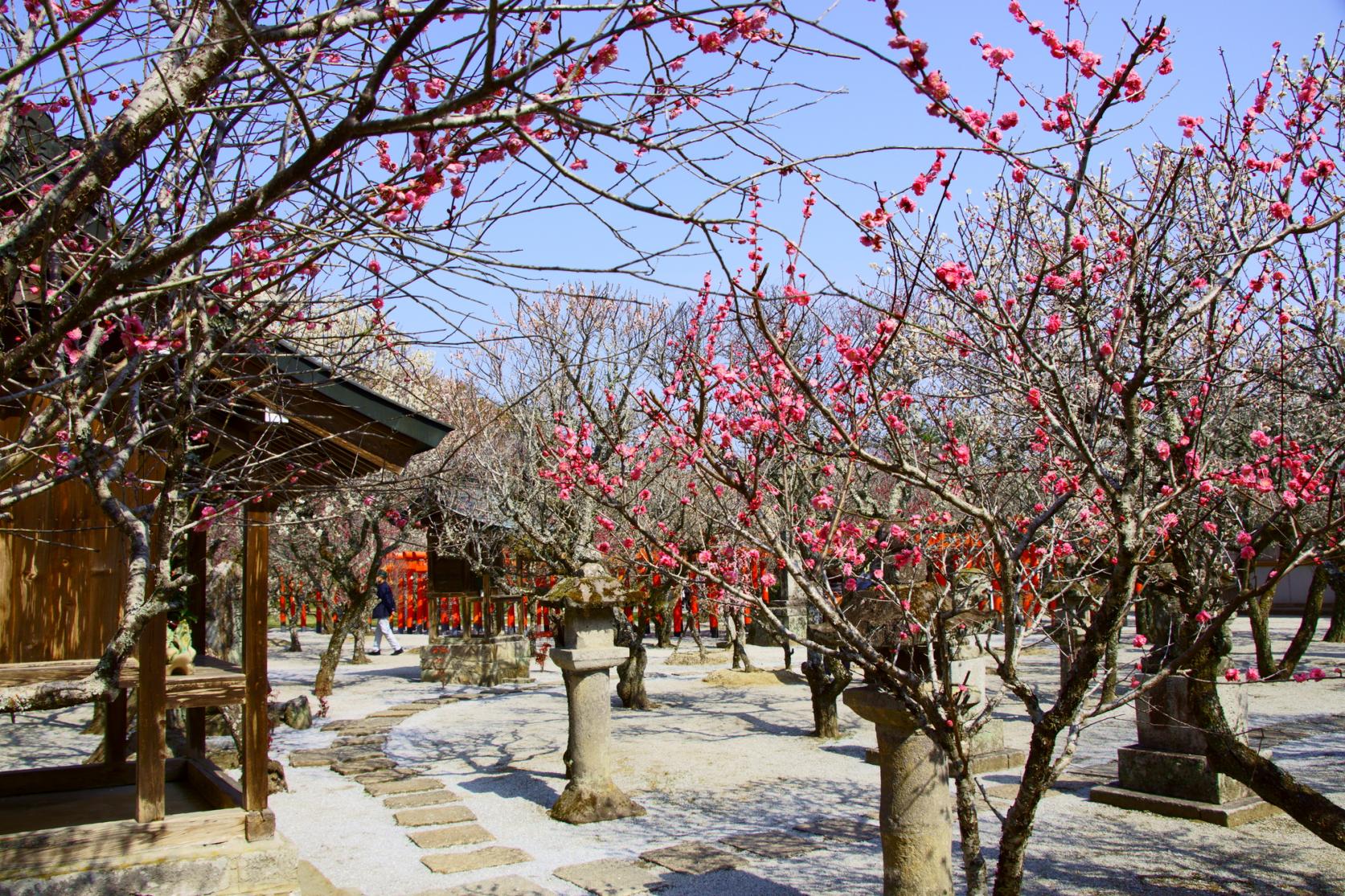 Shida Ume Festival (Tsunashiki Tenmangu Shrine)-2