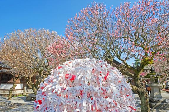 Shida Ume Festival (Tsunashiki Tenmangu Shrine)-7